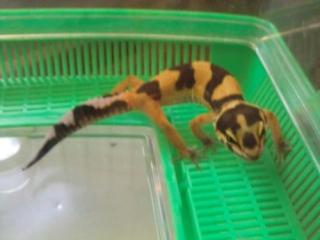 Leopardgecko NZ 2021