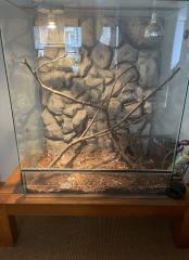 Kornnatter mit Terrarium abzugeben