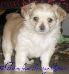 Chihuahua welpen