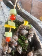 Achatina Schnecken