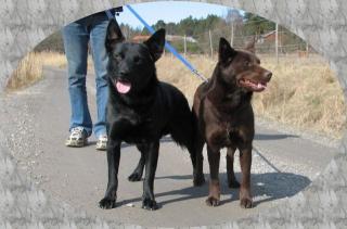 Australien kelpie