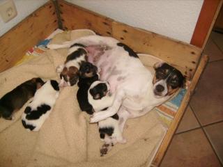 Hundebabys zu verkaufen