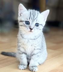 BKH babykatzen Kitten