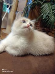 Munchkin Kitten