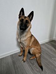 Belgischer Schäferhund Malinois Hündin
