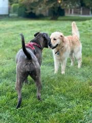 Hunde Betreuung / Hundesitter