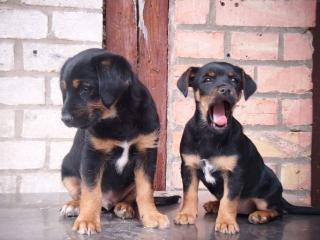 Edel Mischling Mix, Jack Russel