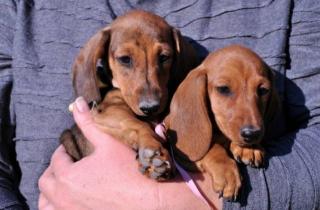 Dachshund kurzhaar Zwerg mit FCI pedigree