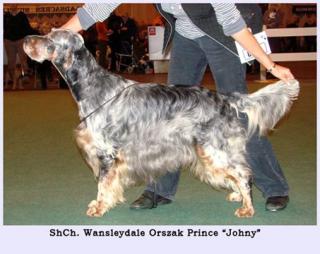 English setter Welpen