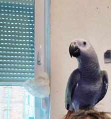 Verkaufe Graupapagei Hahn