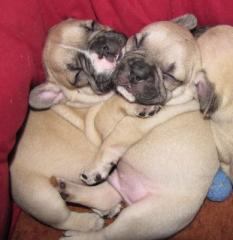 French Bullys