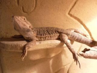 Bartagame abzugeben