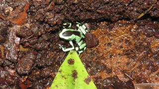 Dendrobates Auratus Karibikseite Goldbaumsteiger