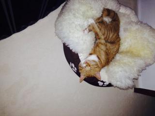 Rotgetigerter Kater