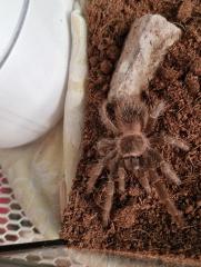 Vogelspinne mit terrarium abzugeben