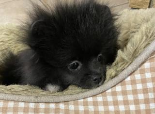 Zwergspitz Pomeranian Boo Ahnentafel