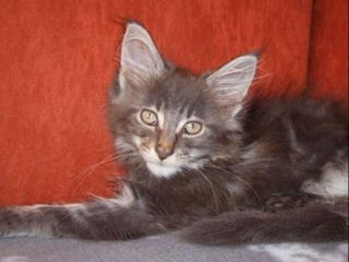Maine Coon Kitten abzugeben