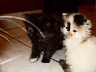 Perserkätzchen, Kätzchen. , Kitten