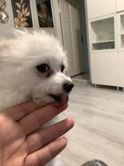 Weibliche Pomeranian Zwerg Spitz