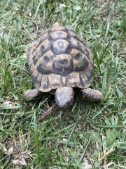 Griechische Landschildkröte