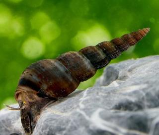 Turmschnecken fürs Aquarium