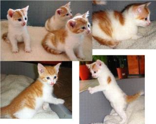 Zuckersüße rot-weiße Katzenbabys abzugeben