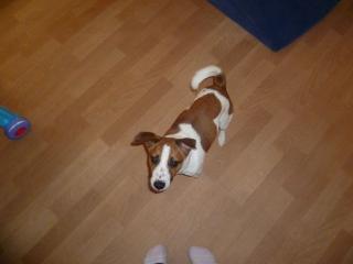 1 jähriger reinrassiger Jack russel