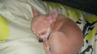 Süßes chihuahua baby 10 wochen jung