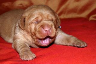 Foxred Labrador Retriever Welpen Karamellbonbons der besonderen Art