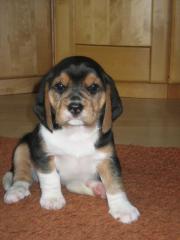 Beaglewelpen Tricolor