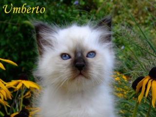 Heilige Birma Kitten mit Papieren