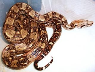 2 Boa Constrictor Imperator Hog Island evtl. mit Terrarium