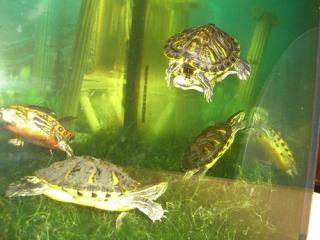 Deutsche Nachzucht 2021 der Cumberland-Schmuckschildkröte Trachemys scripta tr