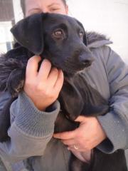 Kamilla, junge Labrador Mix Dame sucht Anschluss