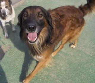 Pelut Pelanas suchen dringendst 2 Pflege-/Adoptivfamilien
