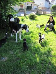 Deutsche Doggen Welpen