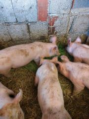 Schweine Läufer Mix aus Duroc und Edelschwein