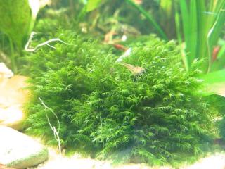 Fissidens fontanus Phönixmoos