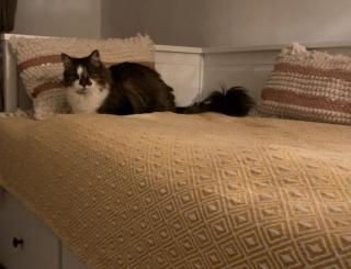 Norwegische Waldkatze/Katze/Reinrassig