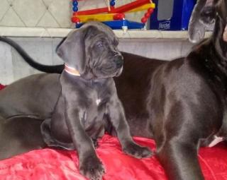 Welpen Deutsche Dogge mit Papiere - repräsentativer gesellschaftlicher Hund