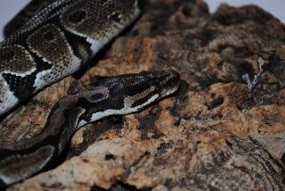 Eine Python regius günstig abzugeben