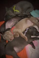 Weimaranerwelpen. Wurfankündigung