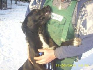 Koksia Labrador Mix hat es doch geschaft