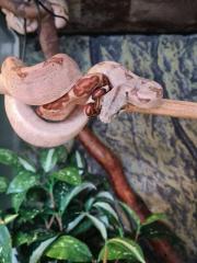 Boa constrictor imperator