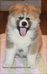 Show Klasse Akita Inu Welpen