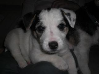 Jack Russel Welpen