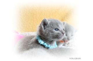Russisch Blau kitten