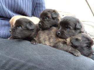 Berger des Pyrenees - Welpen Kurzhaar, reinrassig, franz. Hütehunde, Hundespo