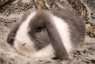 MiniLop, Zwergwidder, Kaninchen, NHD, Hase