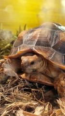 Spornschildkröte zu verkaufen